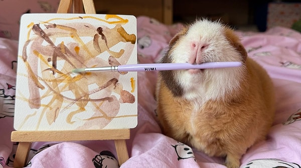 Alexandra Greenwood, a resident of Manchester, England, has become the center of attention on social media and the digital market with the unusual talent of her clever guinea pig, aptly named "Cheesecake".