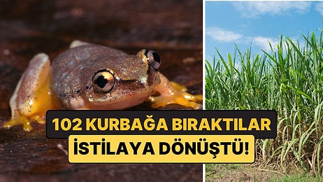 102 Kurbağa Getirdiler, Avustralya'yı İstilaya Sürüklediler