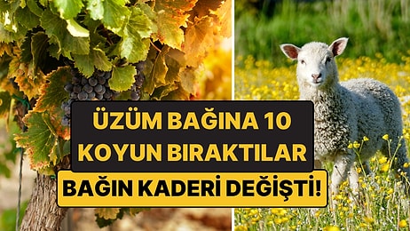 Üzüm Bağına 10 Koyun Bıraktılar: Bağın Kaderi Değişti