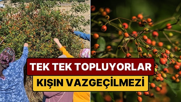 Dikenli Şifa Deposunun Zamanı Geldi: Kışın Evlerden Eksik Olmuyor