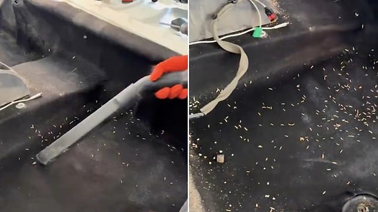 What Happens When Milk Spills in a Car? Detailers Show Maggot-Infested Vehicle's Fix