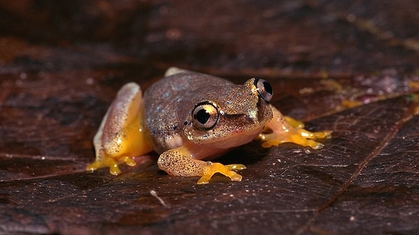 102 frogs were brought from Hawaii to Australia.