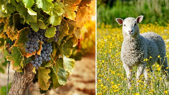 10 Sheep Saved a Vineyard: How Regenerative Agriculture Transformed Land in Virginia