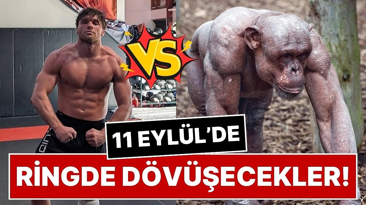 Profesyonel Dövüşçü Cole Johnson, Şempanzeye Karşı Ringe Çıkacak: Şaka Olarak Başladı, Gerçeğe Dönüştü