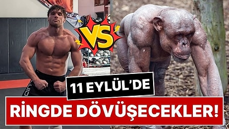 Profesyonel Dövüşçü Cole Johnson, Şempanzeye Karşı Ringe Çıkacak: Şaka Olarak Başladı, Gerçeğe Dönüştü