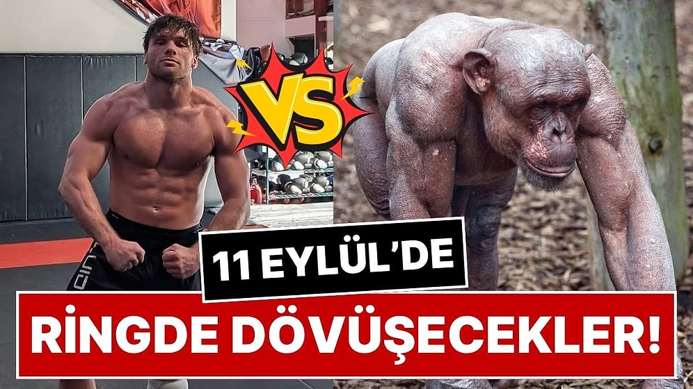 Profesyonel Dövüşçü Cole Johnson, Şempanzeye Karşı Ringe Çıkacak: Şaka Olarak Başladı, Gerçeğe Dönüştü