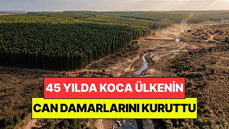 Hiç Düşünmeden Milyonlarcasını Diktiler: 45 Yıl Sonra Ülkede Su Bırakmadı