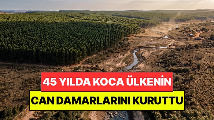 Hiç Düşünmeden Milyonlarcasını Diktiler: 45 Yıl Sonra Ülkede Su Bırakmadı