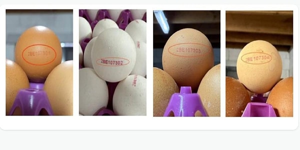 Salgının kaynağı, dört kümesinin ikisinde salmonella çıkan Laerco çiftliği oldu; üretim tamamen durduruldu.