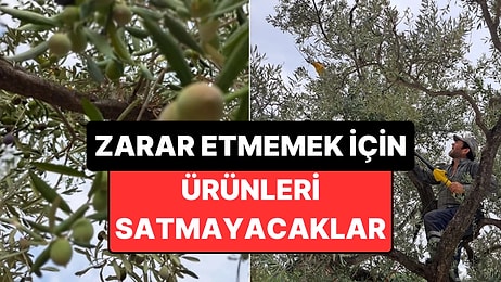 5 Liraya Bile Alıcı Çıkmadı: Muğla'da Üreticiler Ürününü Satmama Kararı Aldı