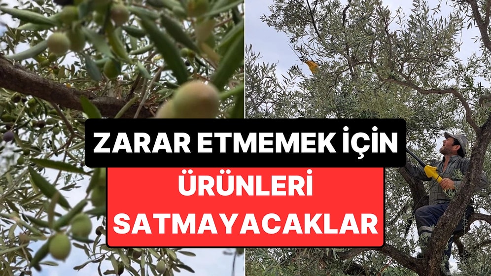 5 Liraya Bile Alıcı Çıkmadı: Muğla'da Üreticiler Ürününü Satmama Kararı Aldı