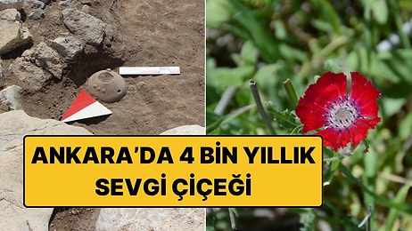 4 Bin Yıllık Sürpriz: Sevgi Çiçeğinin Bilinen En Eski Tohumları Ankara'da Bulundu