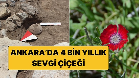 4 Bin Yıllık Sürpriz: Sevgi Çiçeğinin Bilinen En Eski Tohumları Ankara'da Bulundu