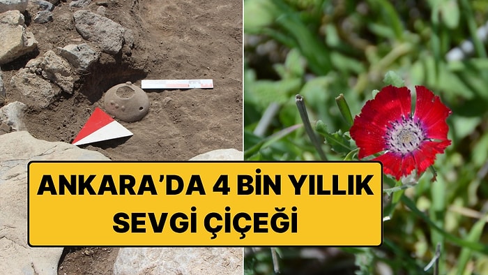 4 Bin Yıllık Sürpriz: Sevgi Çiçeğinin Bilinen En Eski Tohumları Ankara'da Bulundu