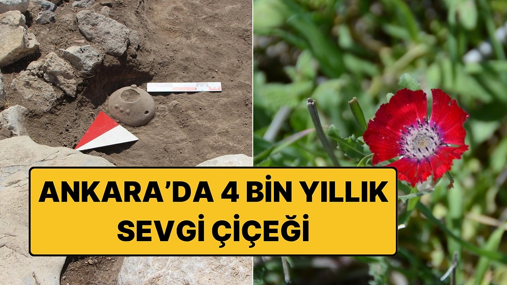 4 Bin Yıllık Sürpriz: Sevgi Çiçeğinin Bilinen En Eski Tohumları Ankara'da Bulundu