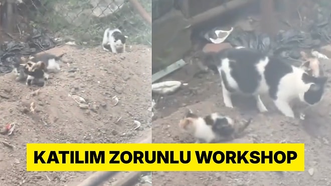 Yavrularına Tuvalet Eğitimi Veren Anne Kedi Sosyal Medyada Viral Oldu