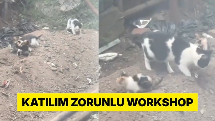 Yavrularına Tuvalet Eğitimi Veren Anne Kedi Sosyal Medyada Viral Oldu