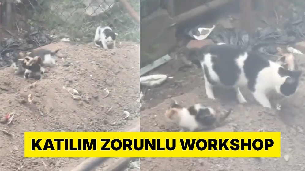 Yavrularına Tuvalet Eğitimi Veren Anne Kedi Sosyal Medyada Viral Oldu