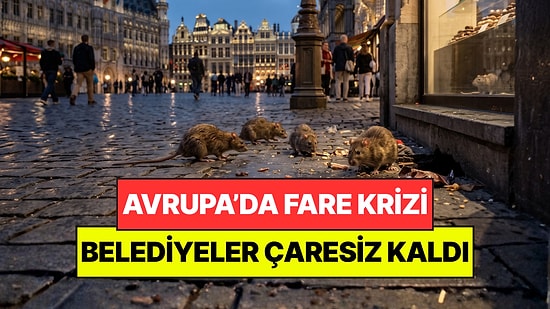 Avrupa'nın Gözde Şehrini Fareler İstila Etti: Belediye 'Seferberlik' İlan Etti