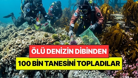 Suyun Atlından 100 Bin Tanesini Topladılar: Ölü Denizin Dibi Ormana Dönüştü