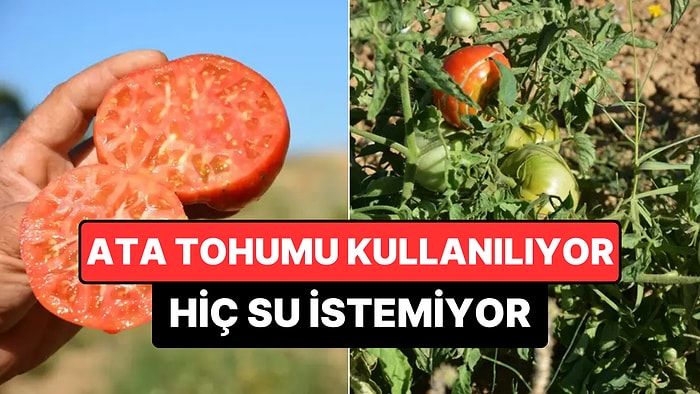 Can Suyu Dışında Hiç Su Verilmiyor: Bu Domates Buzdolabında 1 Ay Bozulmuyor