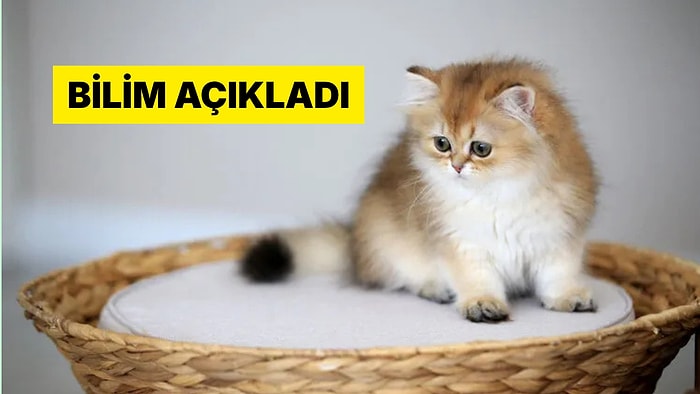 Kediler Tuvaletlerini Gömmeyi Anneden mi Öğreniyor Yoksa Doğuştan mı Biliyor?