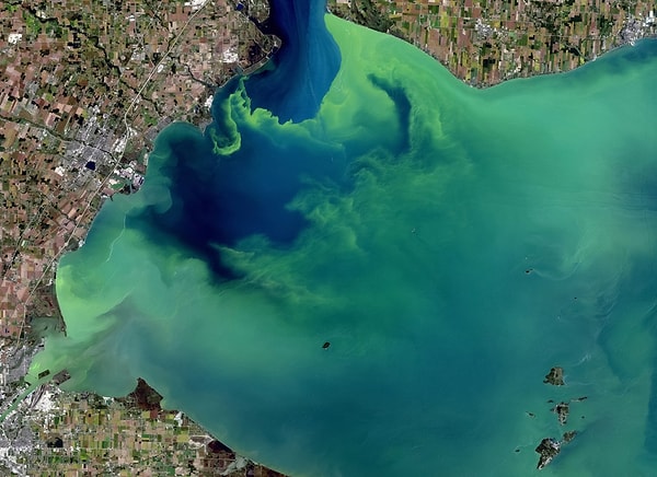 Doğal süzme sistemi yok olunca kirli su, Lake Okeechobee'ye ve Florida kıyılarına ulaştı.
