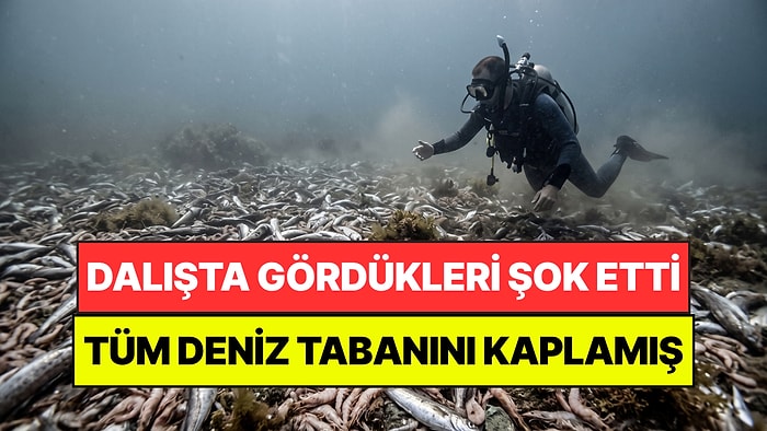 Denizin Dibinde Gördüklerine İnanamadı: Tonlarcası Ölü Halde Bulundu