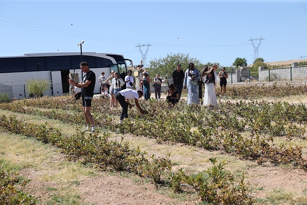 Yabancı Turist Kafileleri Aronya Hasadına Bizzat Katılım Sağlıyor