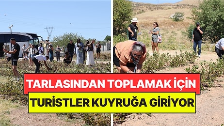 4 Yıl Önce Dikti, Şimdi Turistler Almak İçin Kuyruğa Giriyor: Dalından Toplamak İçin Yarışıyorlar