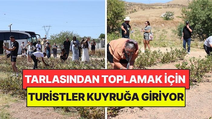4 Yıl Önce Dikti, Şimdi Turistler Almak İçin Kuyruğa Giriyor: Dalından Toplamak İçin Yarışıyorlar