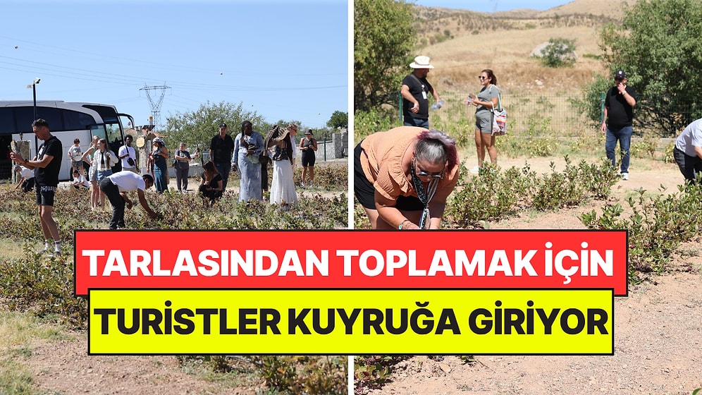 4 Yıl Önce Dikti, Şimdi Turistler Almak İçin Kuyruğa Giriyor: Dalından Toplamak İçin Yarışıyorlar
