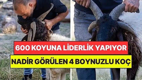 4 Boynuzlu Yaşar 600 Koyuna Liderlik Yapıyor: Servet Teklif Ettiler Ama Sahibi Satmıyor
