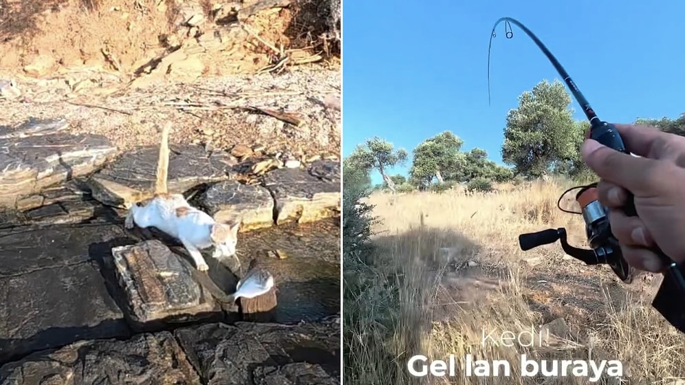 Who Is the Hunter? Cat Steals Caught Fish Together With Fishing Rod From Angler
