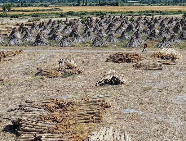Bölge halkının en ağır işlerden biri olarak tanımladığı bu meşakkatli sürecin sonunda hazırlanan kamışlar, tırlara yüklenerek Mersin Limanı'na sevk ediliyor.