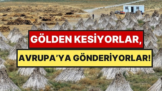 Türkiye’de Gölün İçinden Çıkıyor, Avrupa’ya Tır Tır Gönderiliyor
