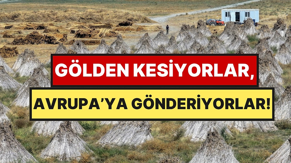 Türkiye’de Gölün İçinden Çıkıyor, Avrupa’ya Tır Tır Gönderiliyor