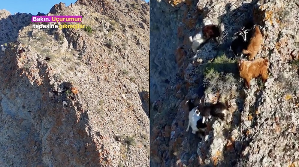 High-Tech Rescue: Smart Shepherd Uses Drone to Spot and Save Goats Trapped on Cliff