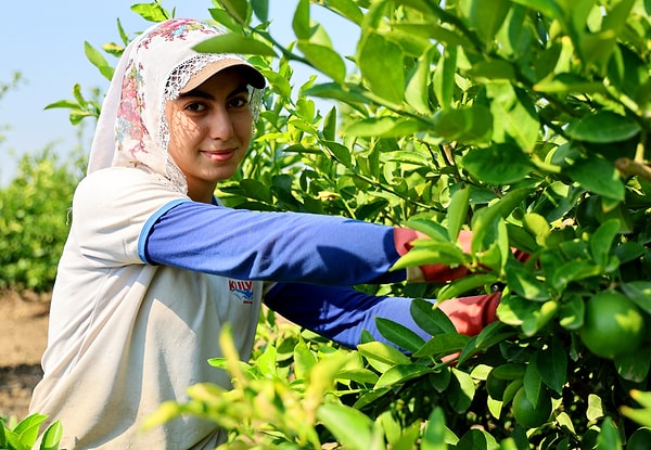 Geçtiğimiz yıl zirai don nedeniyle 380 bin ton seviyesine kadar gerileyen Adana’daki limon rekoltesi, bu yıl 218 bin dönümlük dikim alanında 710 bin tona ulaşarak büyük bir artış gösterdi.