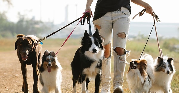 Lincoln araştırması: Köpekler gibi bağlanmadıklarını gösterir ek kanıt yok