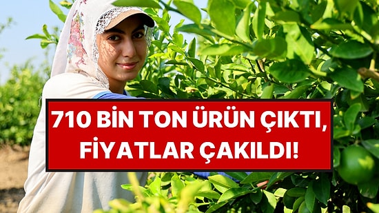 Bu Yıl Ürün Bol, Fiyatlar Dipte: Kilosu 6 Liraya Düştü