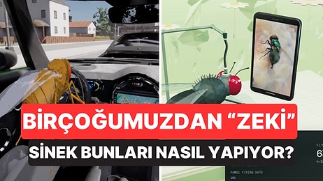Döner Kesiyor, Araba Sürüyor: Meyve Sineğinin Dijital Beyin Modeli Sosyal Medyada Gündem Oldu