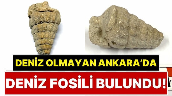 Ankara'da 66 Milyon Yıllık Deniz Fosili Bulundu