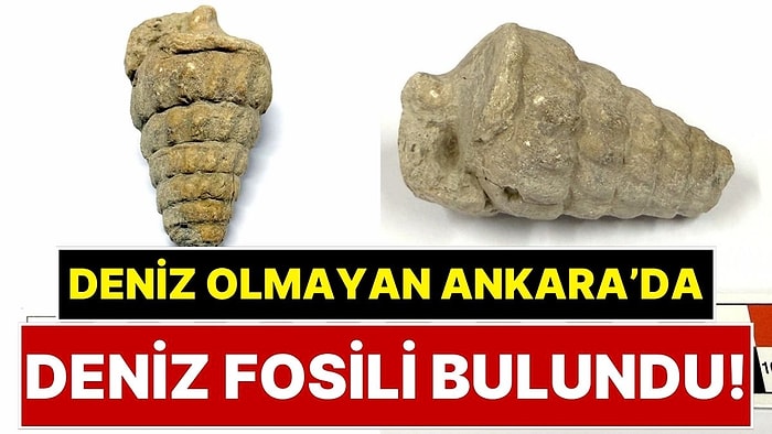 Ankara'da 66 Milyon Yıllık Deniz Fosili Bulundu