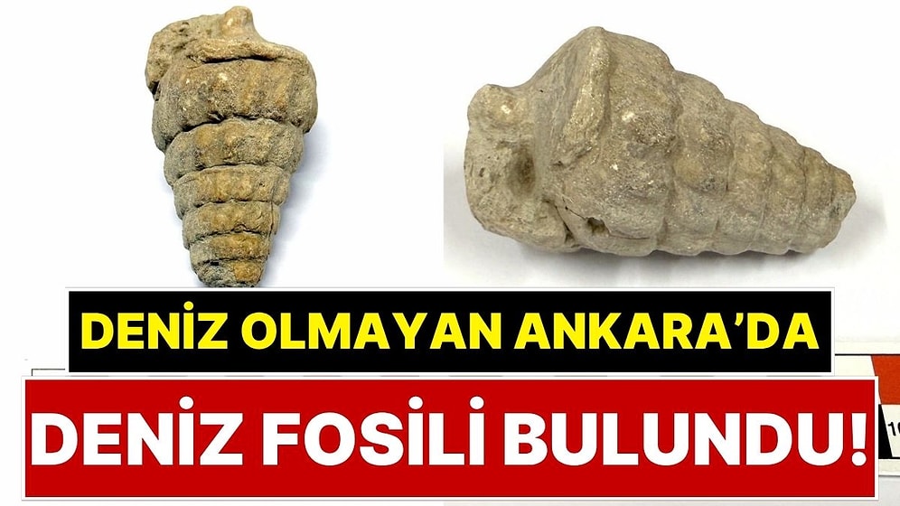 Ankara'da 66 Milyon Yıllık Deniz Fosili Bulundu