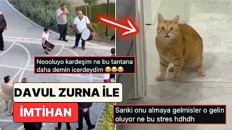 Davul Zurna Sesinden Korkup Evde Saklanacak Yer Arayan Sarı Kedinin Şaşkınlığı Yüzünden Okundu