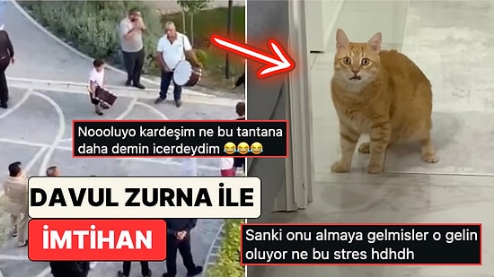 Davul Zurna Sesinden Korkup Evde Saklanacak Yer Arayan Sarı Kedinin Şaşkınlığı Yüzünden Okundu