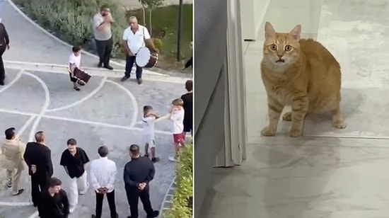 Terrified Ginger Cat Searches for Safe Hiding Spot After Hearing Loud Music