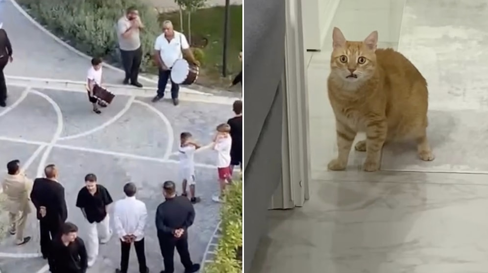 Terrified Ginger Cat Searches for Safe Hiding Spot After Hearing Loud Music