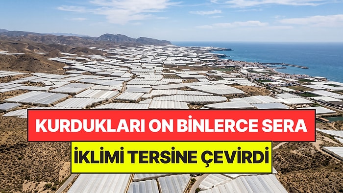 Çorak Toprakları On Binlerce Serayla Kapladılar: Doğanın Dengesi Altüst Oldu